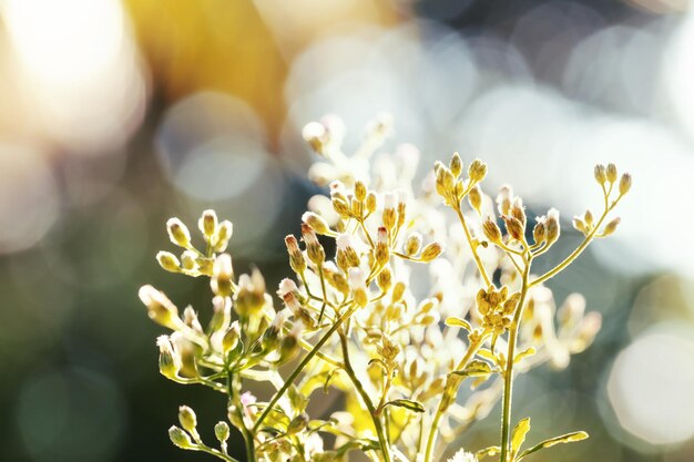 Bellissimi fiori primaverili in natura