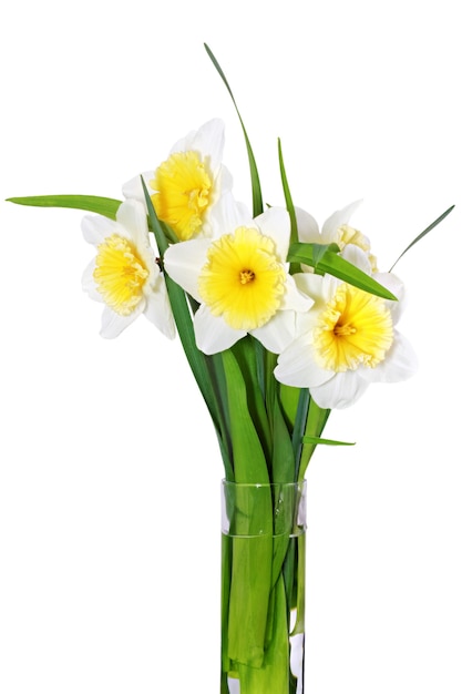 Bellissimi fiori primaverili in vaso: narciso giallo-bianco (Daffodil). Isolato su bianco.