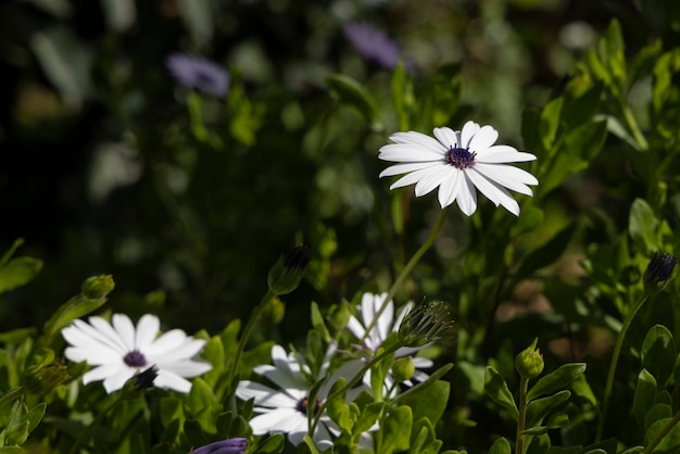 Bellissimi fiori primaverili nella natura