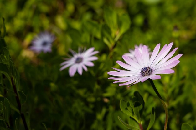 Bellissimi fiori primaverili nella natura