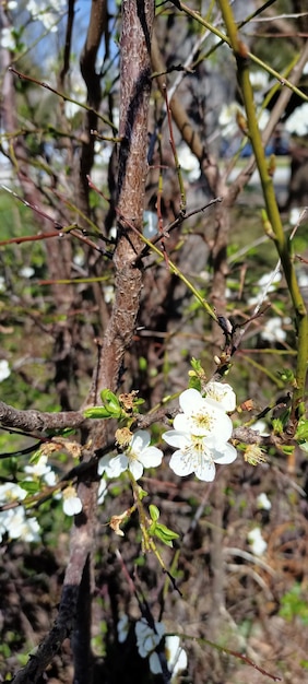 Bellissimi fiori primaverili sulla foto del ramo di un albero