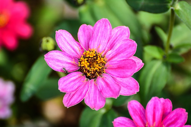 Bellissimi fiori primaverili