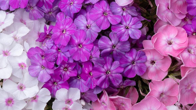 Bellissimi fiori Primo piano viola e bianco del flox