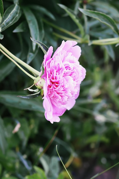 Bellissimi fiori profumati di peonia rosa che sbocciano nel giardino estivo. Paeonia pianta ornamentale erbacea perenne.