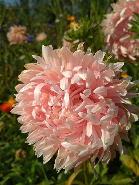 bellissimi fiori rosa astri illuminati dal sole all'aperto natura giardino parco riposo