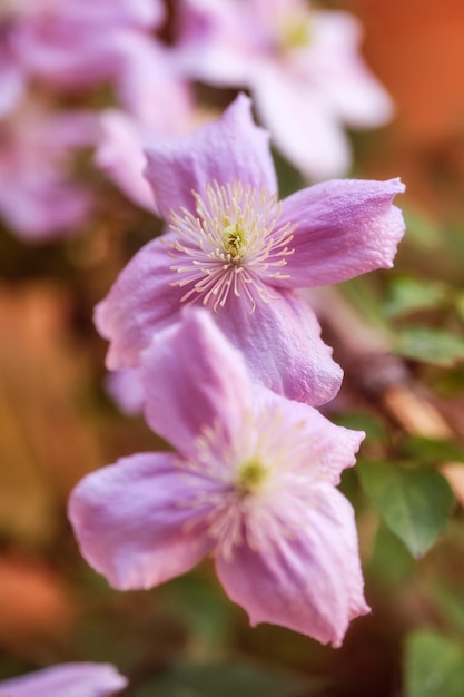 Bellissimi fiori rosa colorati e vivaci che crescono in un giardino in una soleggiata giornata primaverile fuori Primo piano di clematis viticella o pelle italiana dalle specie di piante di ranuncolo che sbocciano in natura