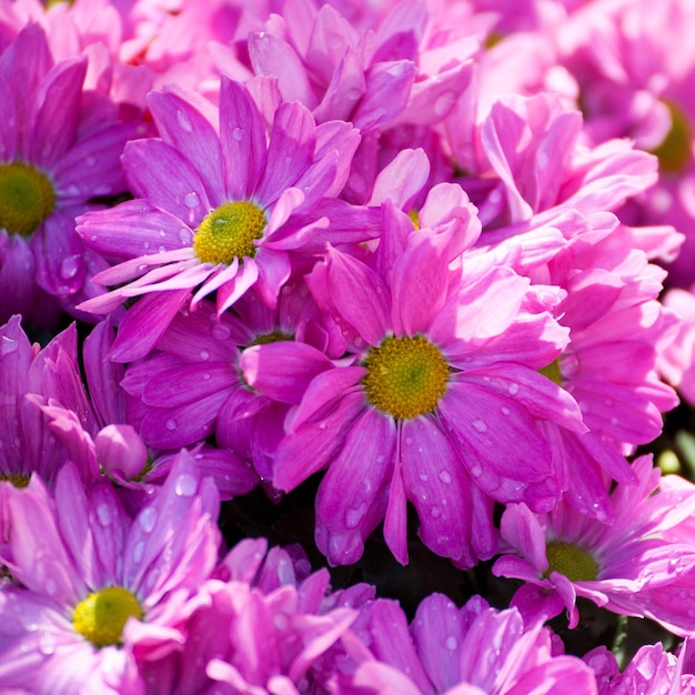 Bellissimi fiori rosa crisantemo