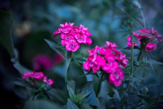 Bellissimi fiori rosa da giardino