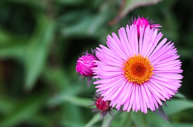 Bellissimi fiori rosa di aster autunnale in giardino