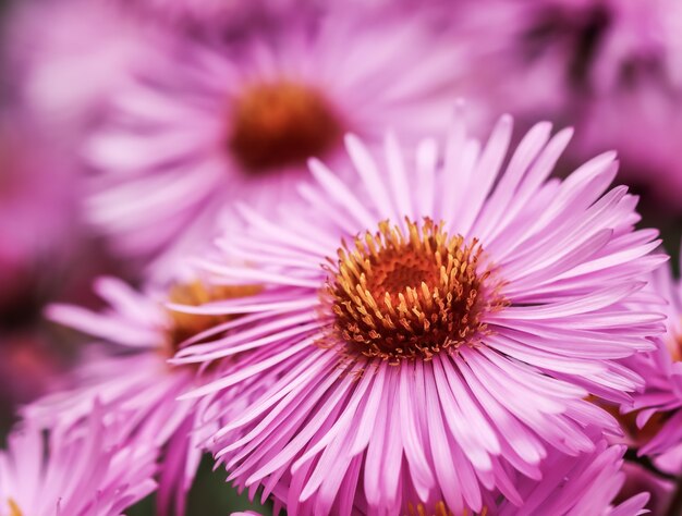 Bellissimi fiori rosa di aster autunnale in giardino