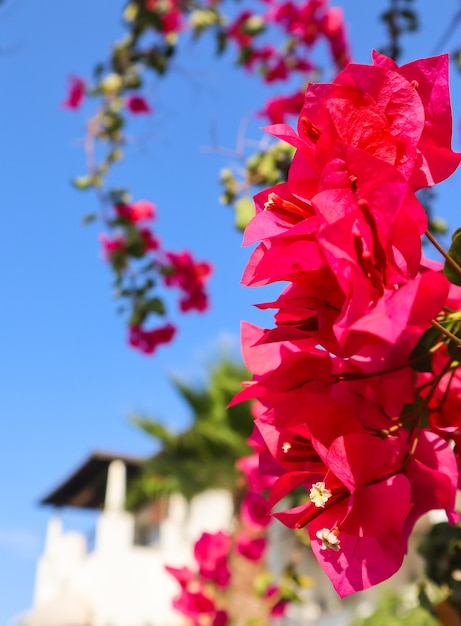 Bellissimi fiori rosa di begonville in un tradizionale giardino estivo a bodrum turchia