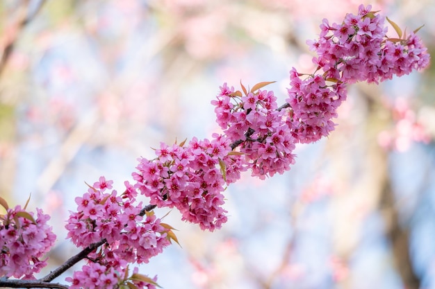 Bellissimi fiori rosa di fiori di ciliegio sakura