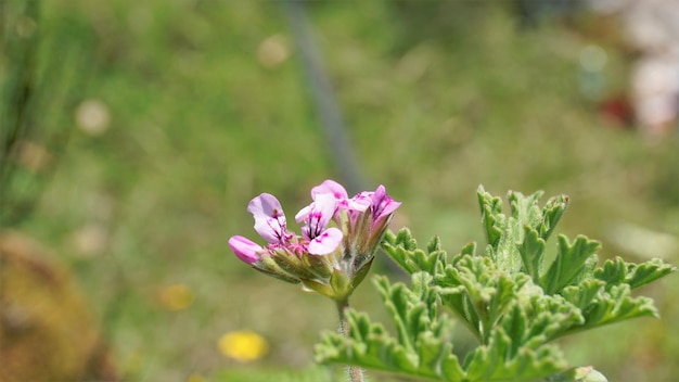 Bellissimi fiori rosa di Pelargonium graveolens noto anche come geranio dolce e profumato