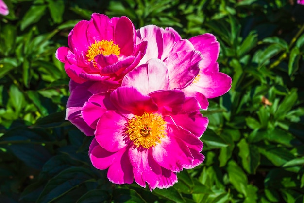 Bellissimi fiori rosa di peonia che sbocciano nel giardino