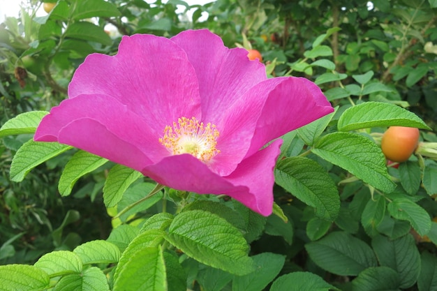 Bellissimi fiori rosa di un arbusto ornamentale