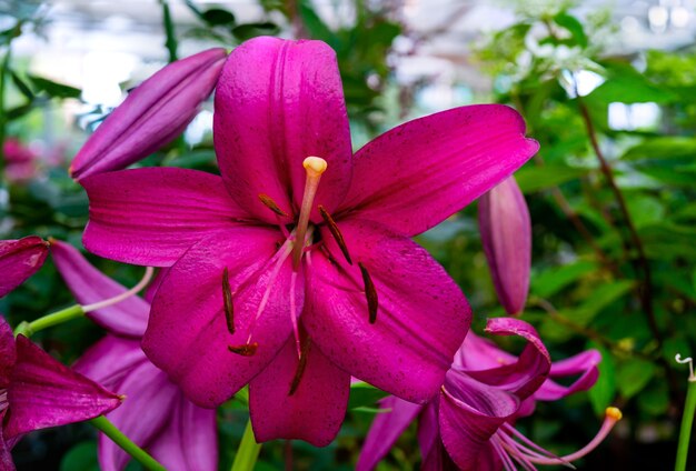 Bellissimi fiori rosa gigli. Sfondo floreale estivo naturale.