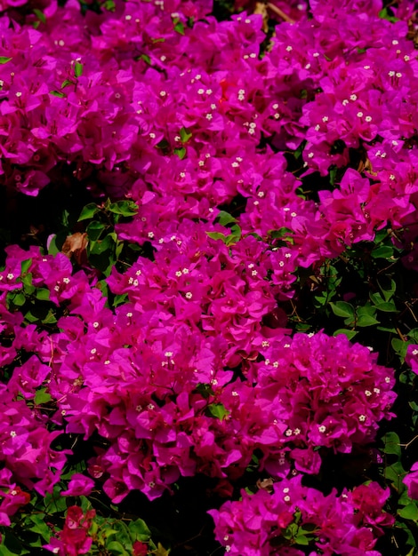 bellissimi fiori rosa in giardino