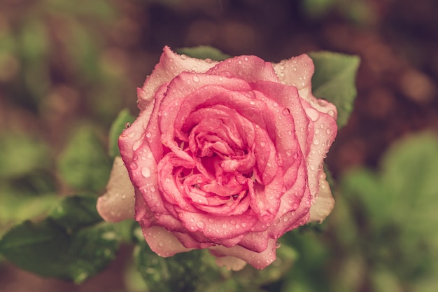 Bellissimi fiori rosa in giardino