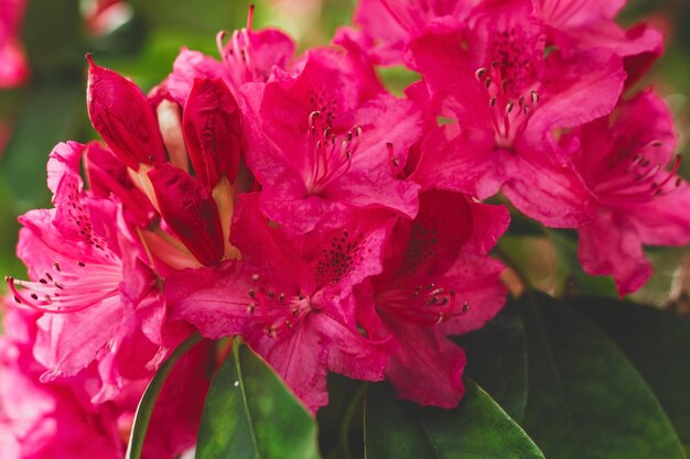 bellissimi fiori rosa in giardino