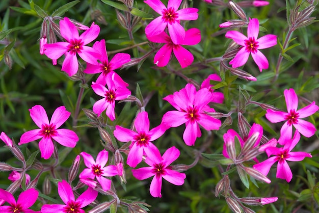 Bellissimi fiori rosa in giardino