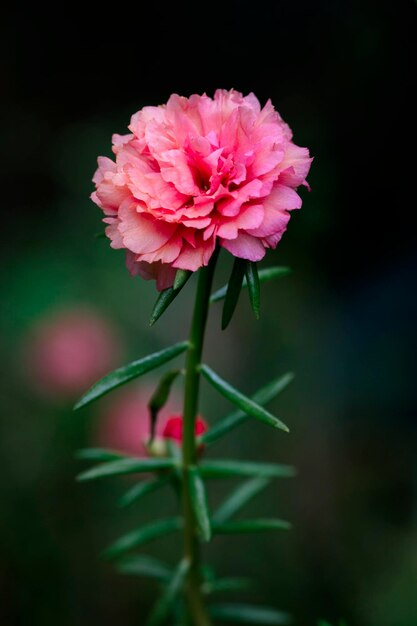 Bellissimi fiori rosa nel giardino Purslane comune Verdolaga Pigweed Little Hogweed o Pusley