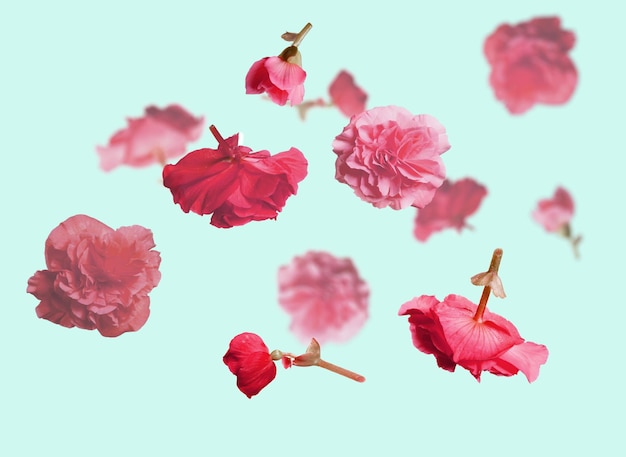Bellissimi fiori rosa pastello volanti e petali a sfondo azzurro creativo disposizione floreale orizzontale