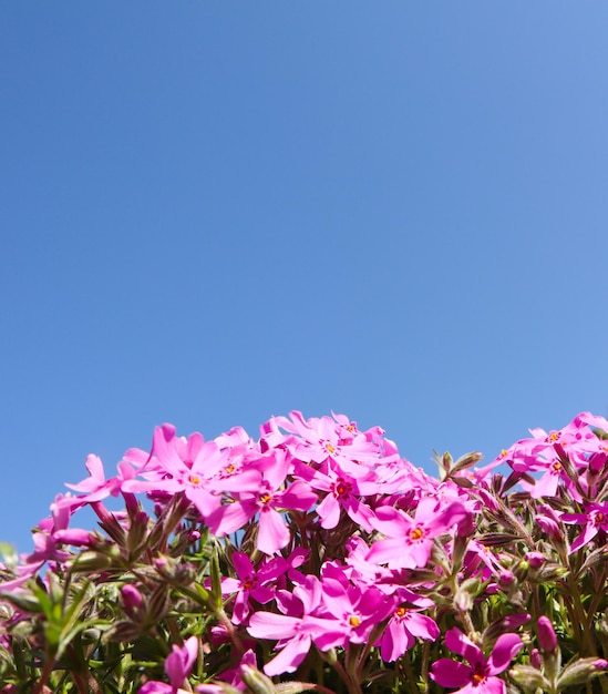 Bellissimi fiori rosa (Phlox) in primavera contro il cielo blu