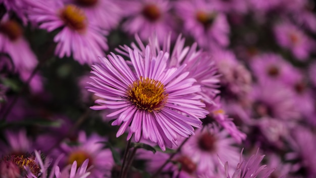 Bellissimi fiori rosa porpora