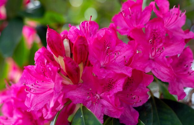 Bellissimi fiori rosa primaverili in giardino