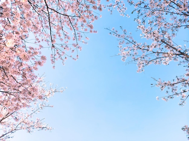 bellissimi fiori rosa sakura o fiori di ciliegio di piena fioritura in primavera cielo blu giornata di sole