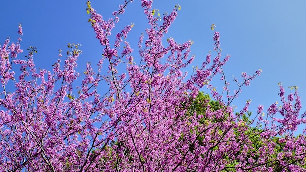 Bellissimi fiori rosa su un albero. Israele.