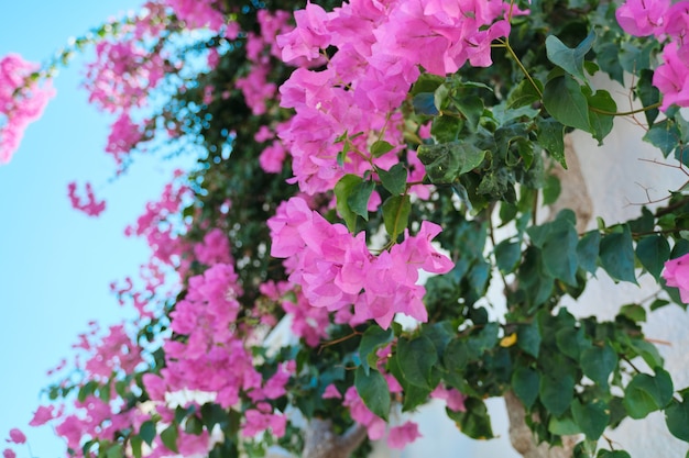 Bellissimi fiori rosa su un cespuglio, sfondo, bellezza, natura.