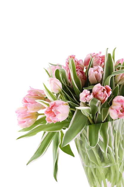 Bellissimi fiori rosa tulipani. Molti fiori si chiudono