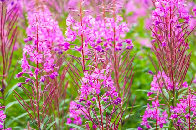 Bellissimi fiori rosa viola di Chamaenerion angustifolium fiori o erba di fireweed o salice