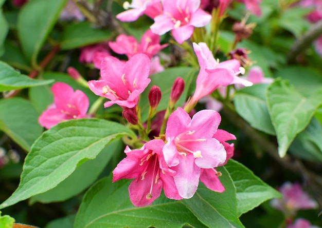 Bellissimi fiori rosa Weigela florida. Fiori di weigela florida. Giardino fiorito nel giardino primaverile in una giornata di sole.