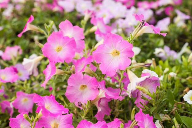 Bellissimi fiori rosa