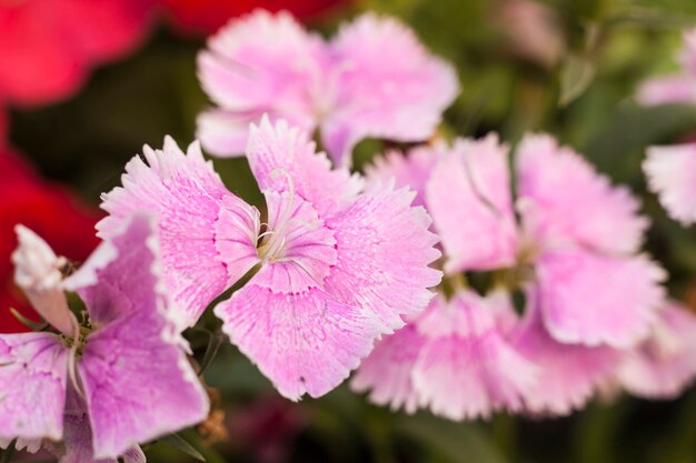 Bellissimi fiori rosa