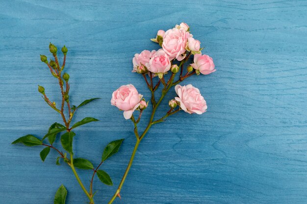 Bellissimi fiori rosa