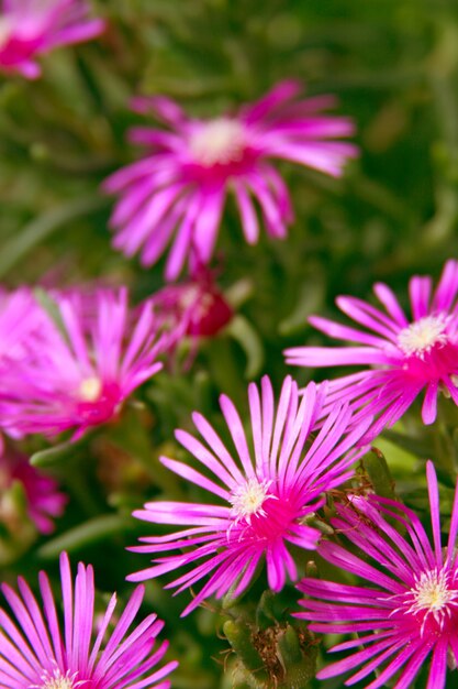 Bellissimi fiori rosa