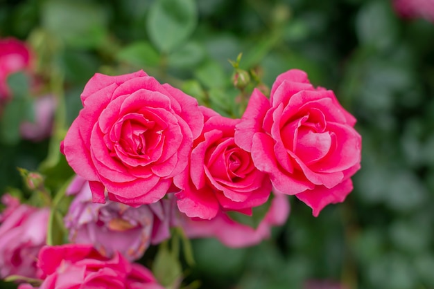 bellissimi fiori rose piante in un giardino botanico in natura