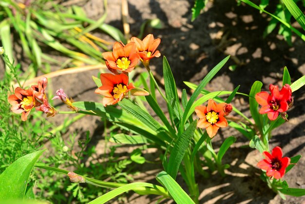 Bellissimi fiori rossi di Ixia freschi su uno sfondo verde mattutino. Morbido sfondo blu e verde, spazio per il testo, trama. natura, pasqua