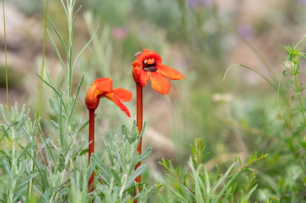 Bellissimi fiori rossi di Phhelypaea con un piccolo ragno saltatore su un petalo contro il paesaggio primaverile sfocato