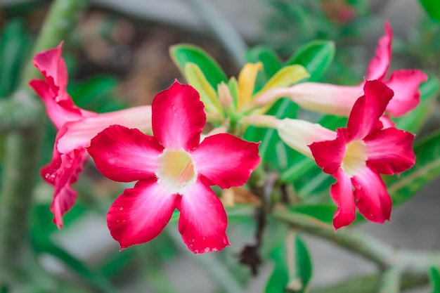 Bellissimi fiori rossi freschi di azalea.