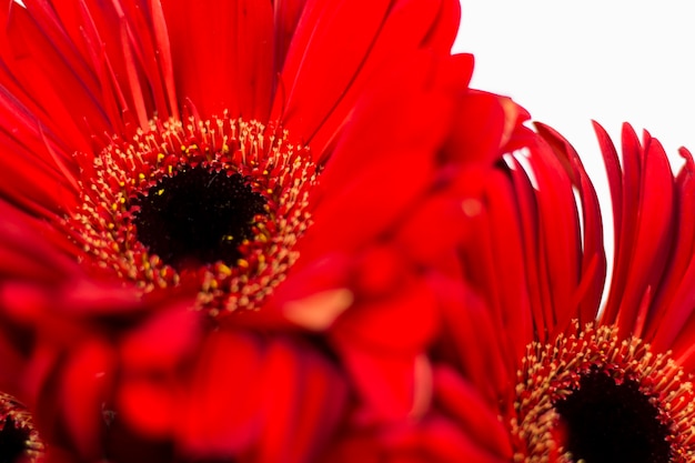 Bellissimi fiori rossi freschi su sfondo chiaro