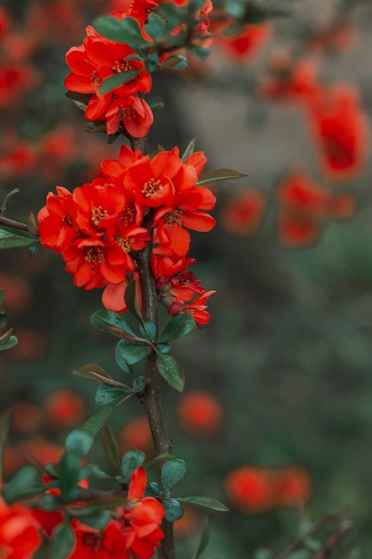 Bellissimi fiori rossi luminosi con foglie verdi Pennello Sfondo naturale
