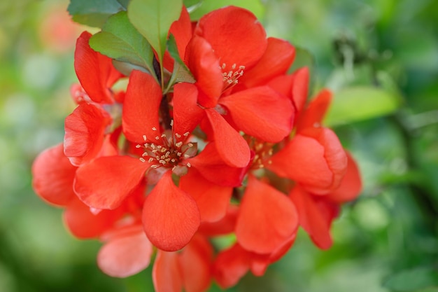 Bellissimi fiori rossi mela cotogna mela cotogna mela cotogna su sfondo verde