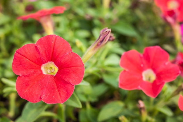 Bellissimi fiori rossi