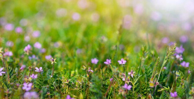 Bellissimi fiori sbocciano in una luminosa giornata primaverile