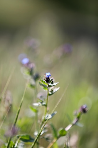 Bellissimi fiori selvatici all'aperto