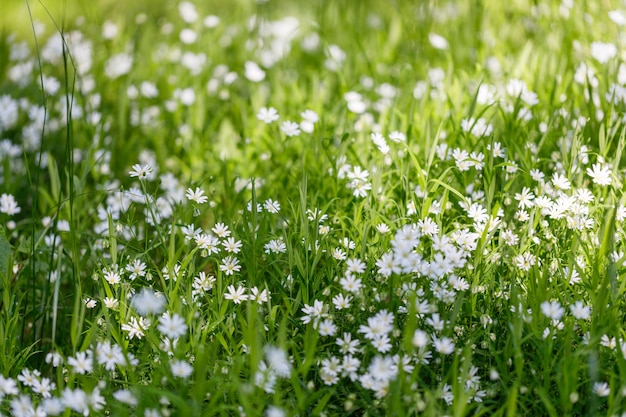 Bellissimi fiori selvatici camomilla. Sfondo primavera estate. Messa a fuoco selettiva.